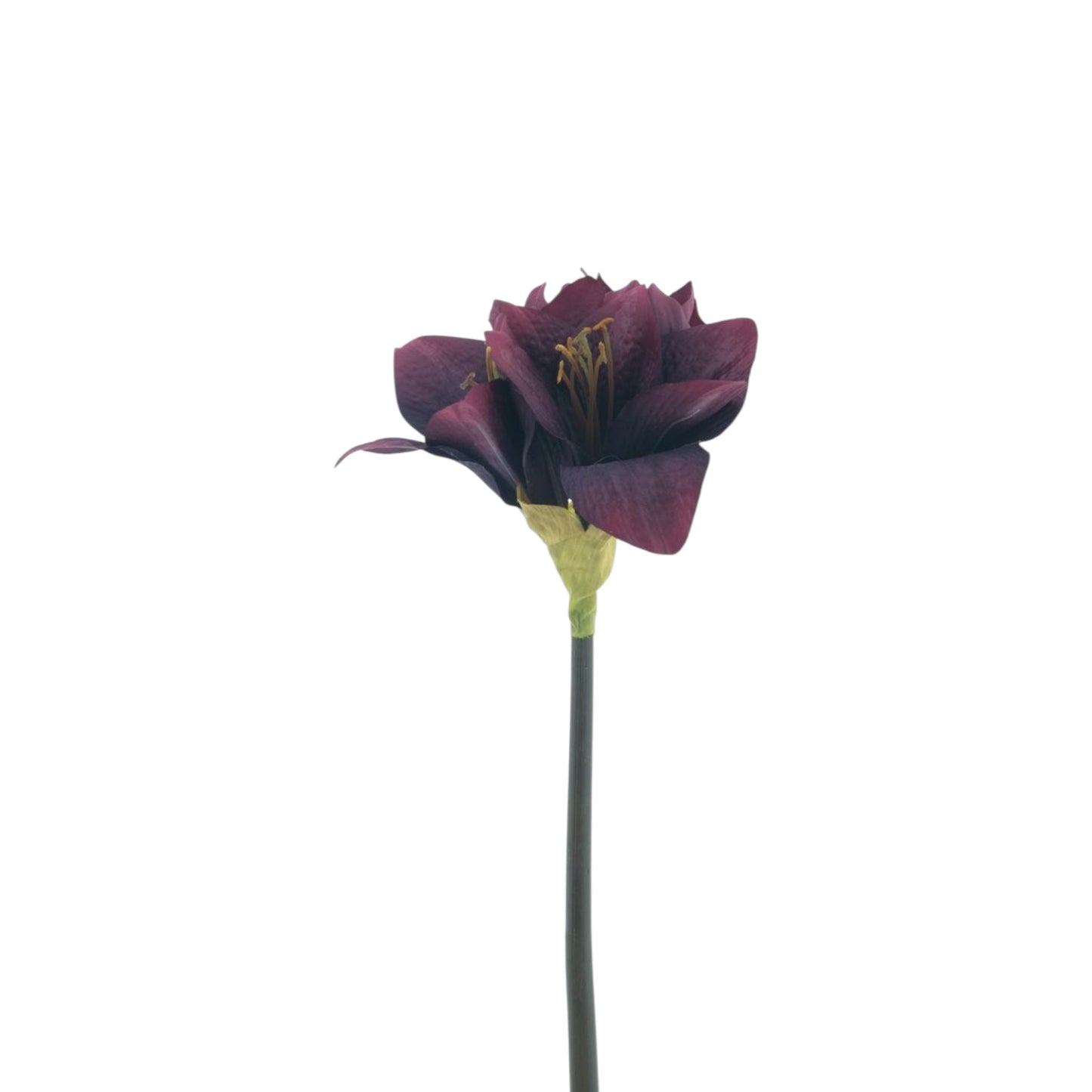 AMARYLLIS SPRAY MOONSHINE