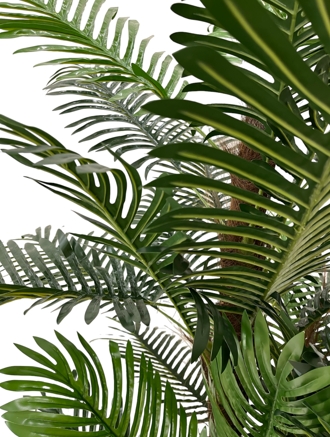 ARECA PALM