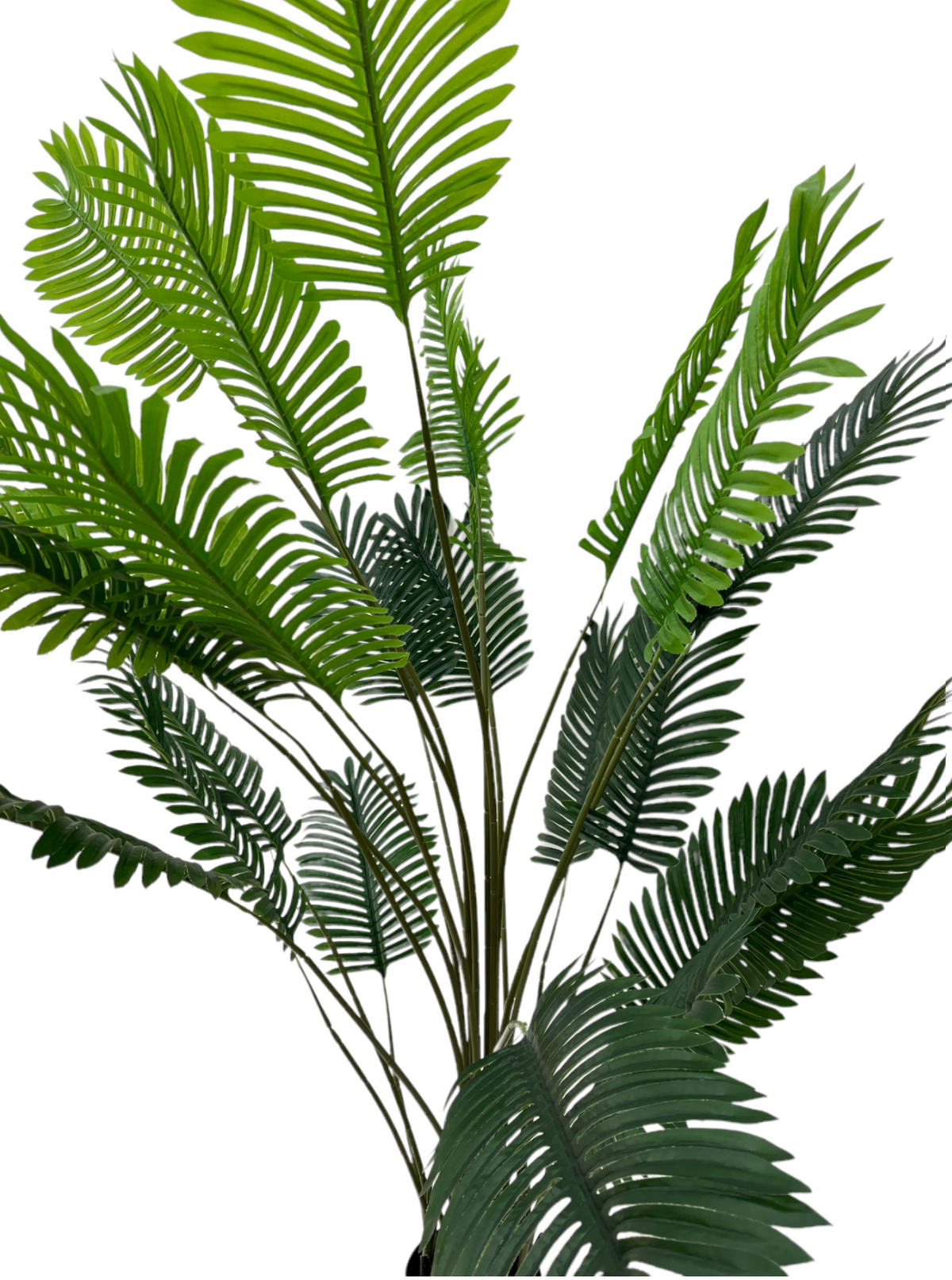 ARECA PALM PLANT