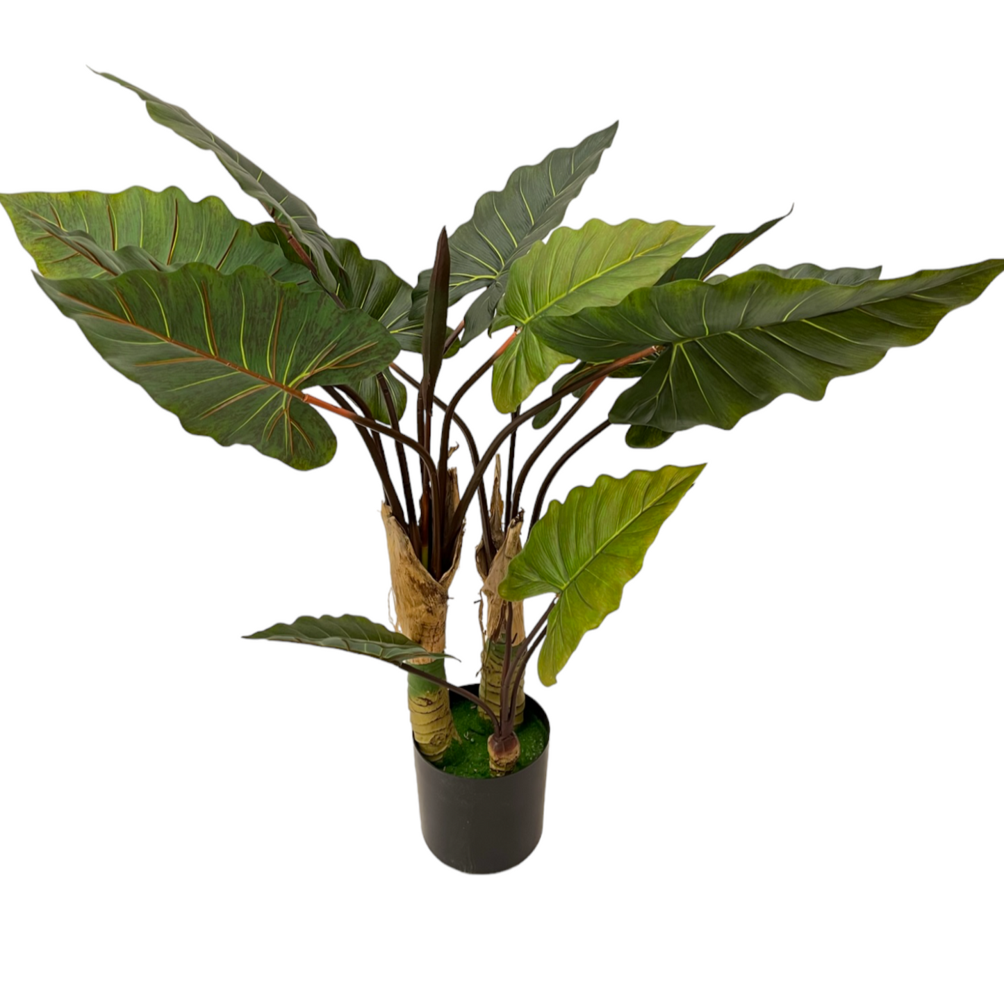 ARROW ARUM PLANT