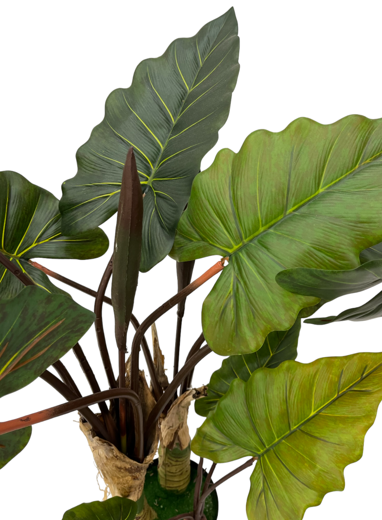 ARROW ARUM PLANT