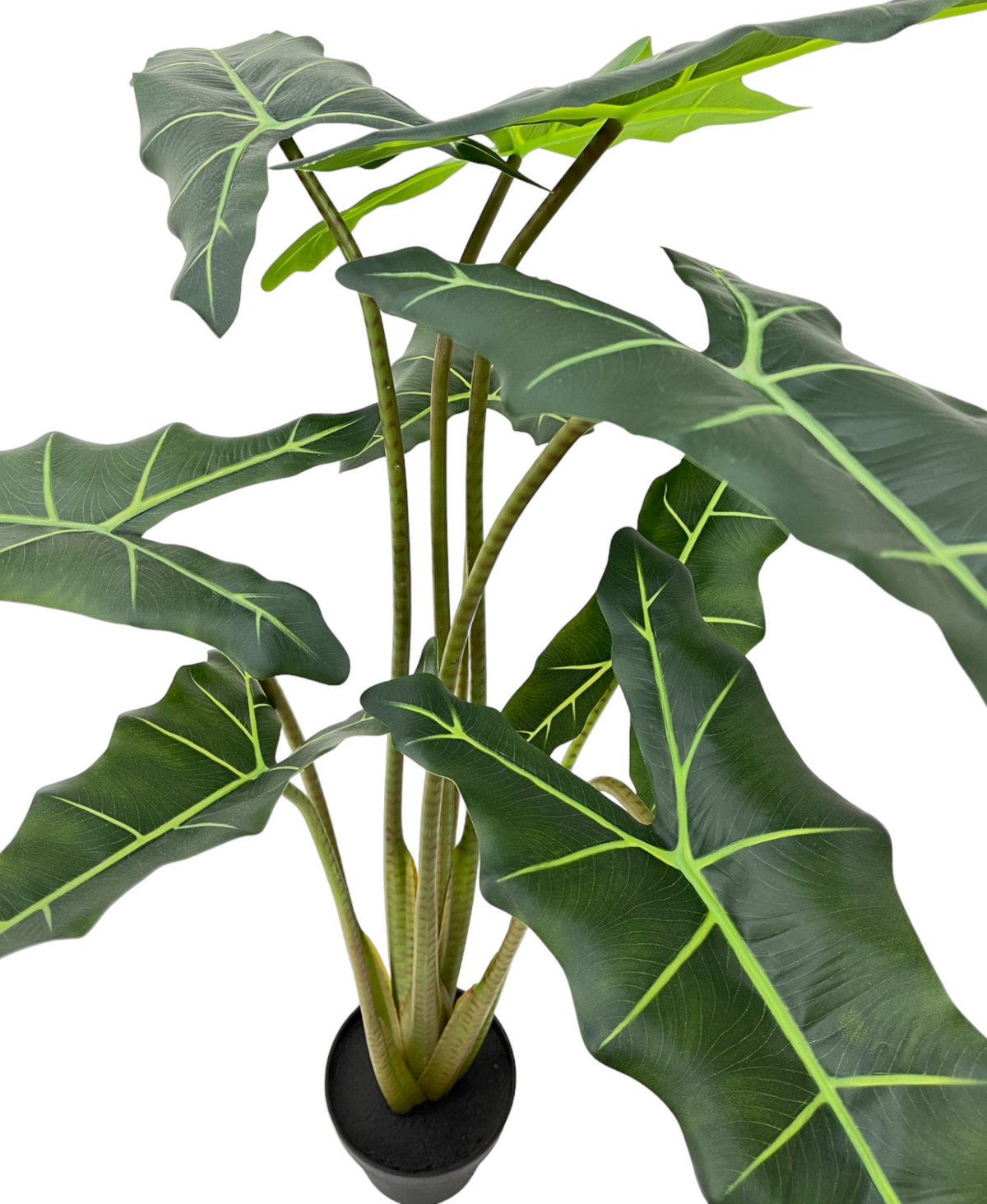 ARUM PLANT