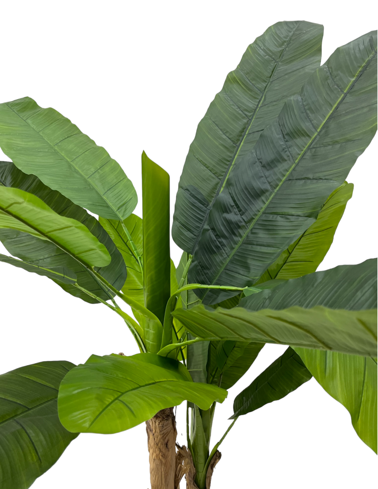 BANANA PLANT