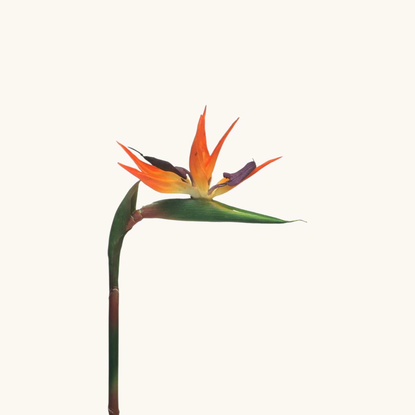 BIRD OF PARADISE 84 CM