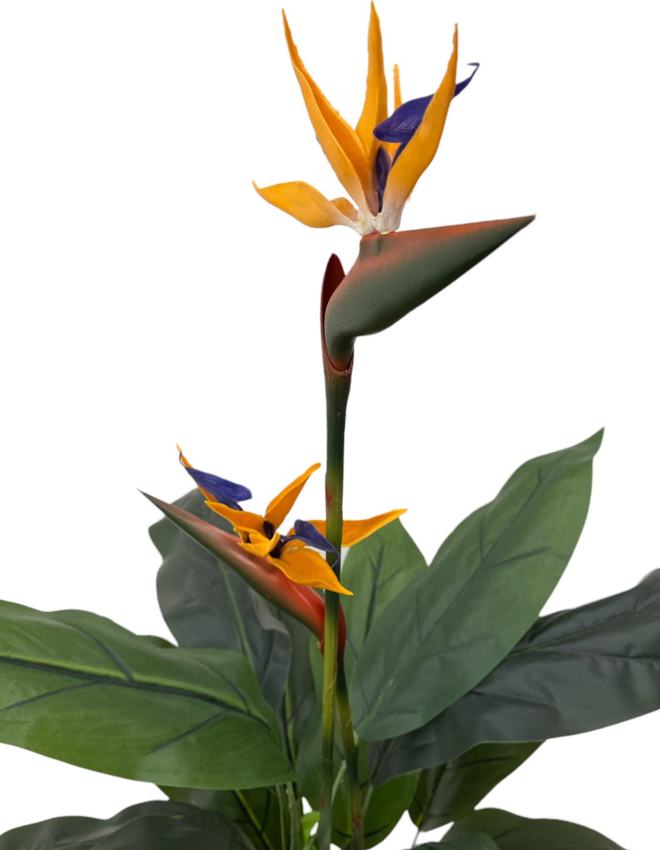 BIRDS OF PARADISE PLANT