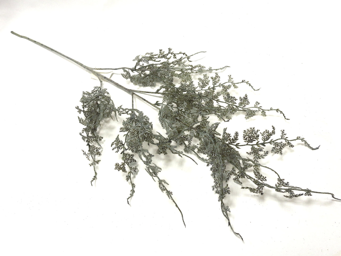 BLEACHED BRANCH