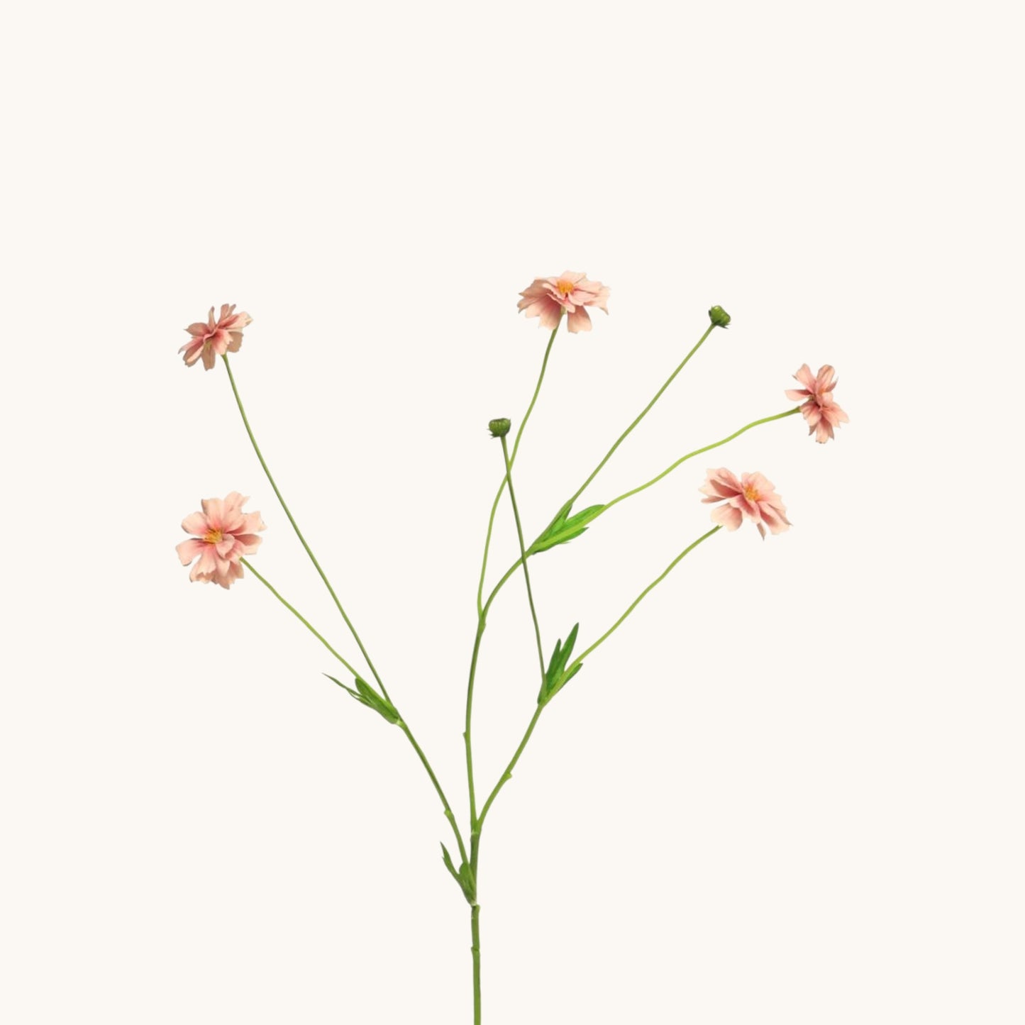 CENTAUREA MADELON BUNCH 64 CM