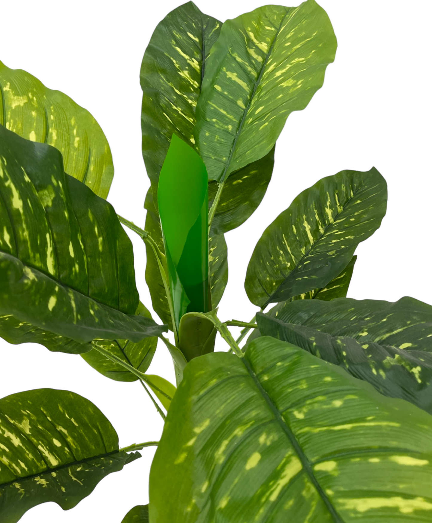 CHINESE EVERGREEN PLANT