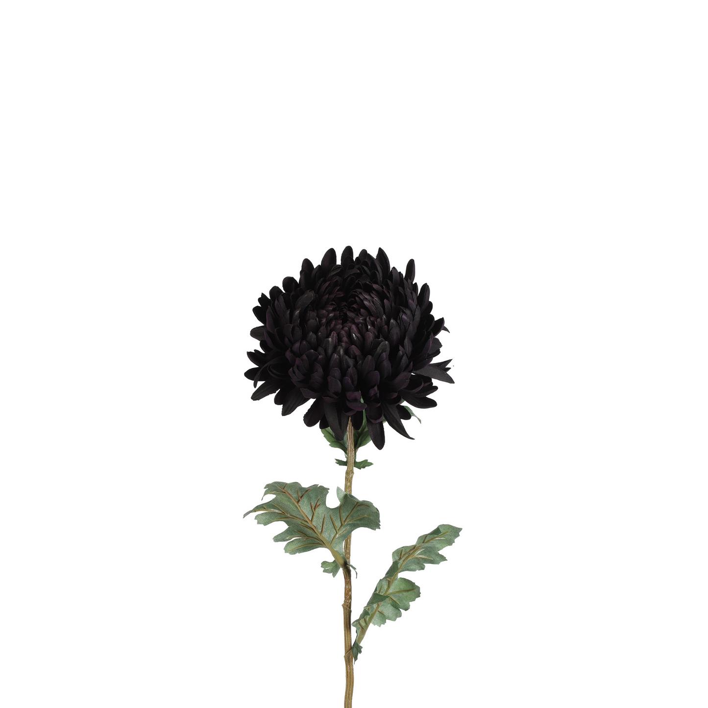 CHRYSANTHEMUM 75 CM
