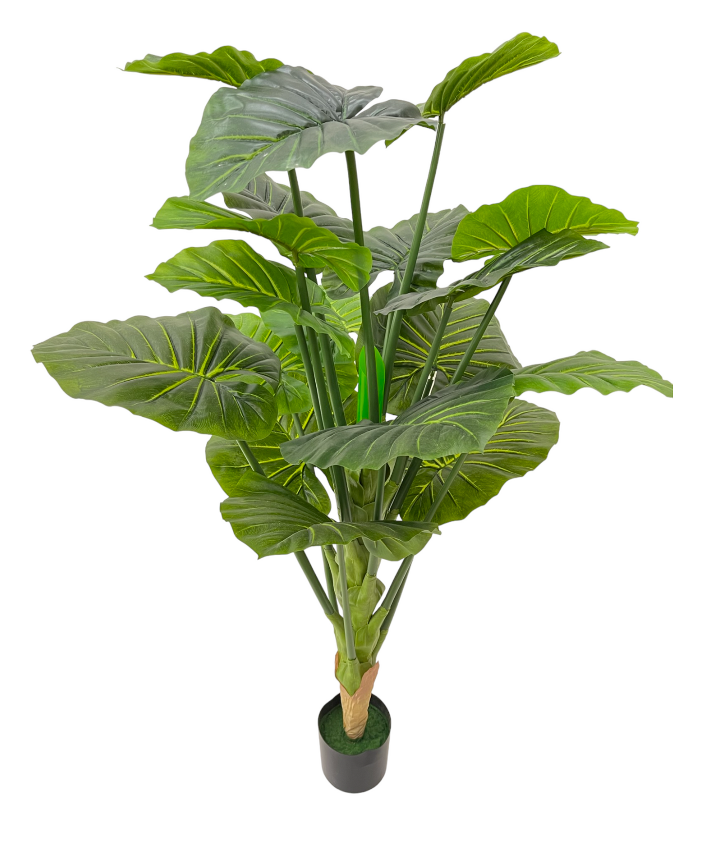 COLOCASIA PLANT