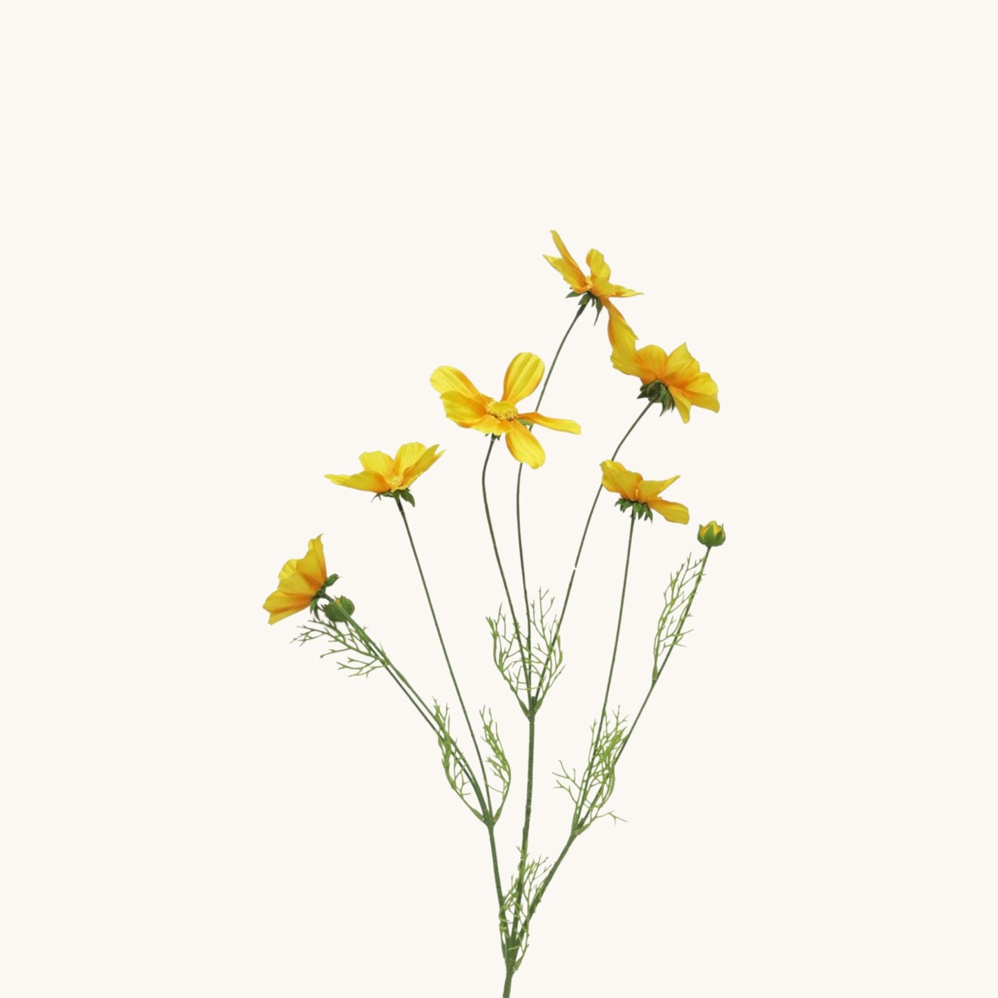 COSMOS ORION BUNCH 92 CM