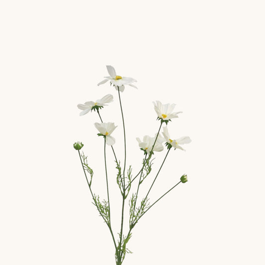 COSMOS ORION BUNCH 92 CM