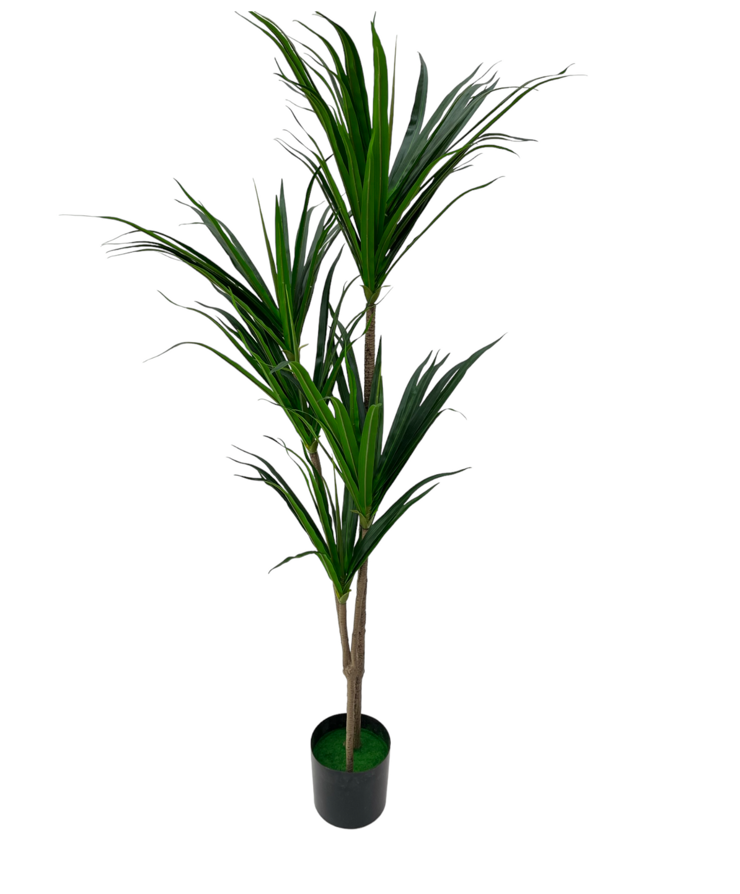 DRACAENA PLANT