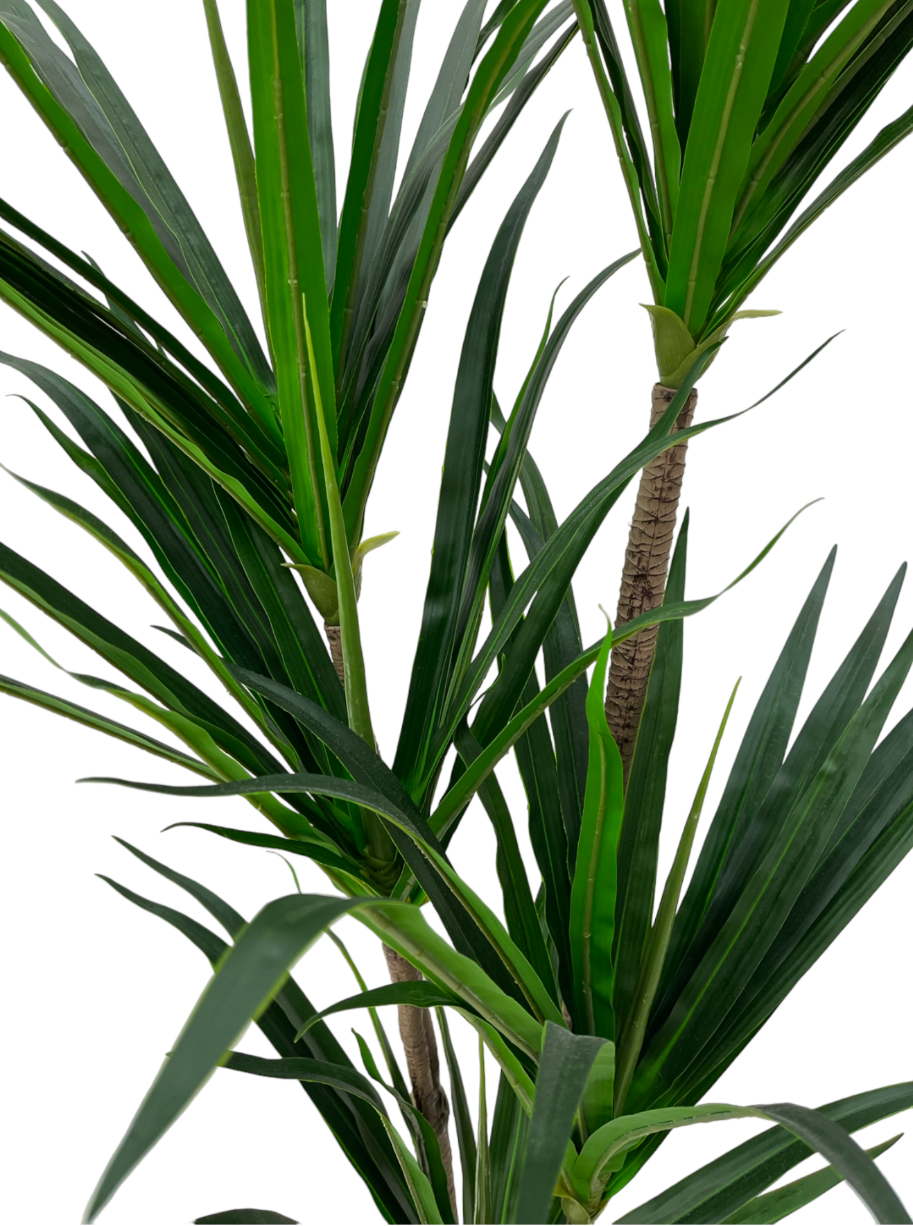DRACAENA PLANT