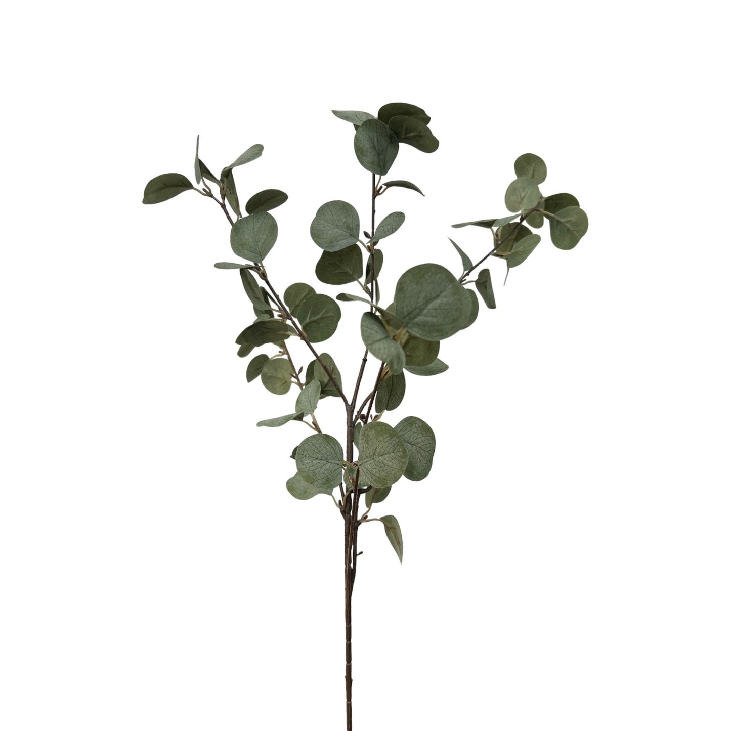 EUCALYPTUS SPRAY
