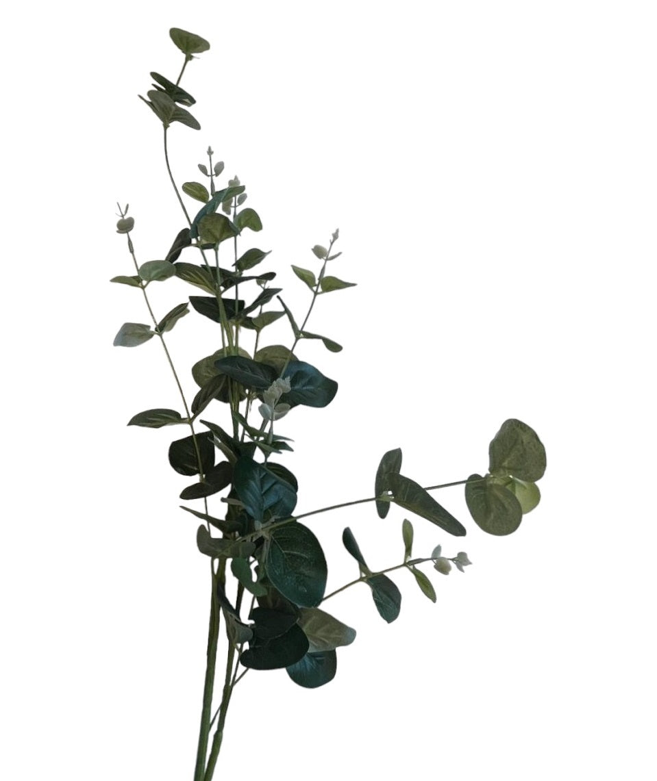 EUCALYPTUS WITH LEAF