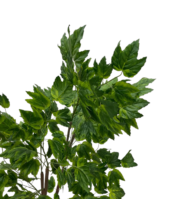 FICUS ASPERA PLANT
