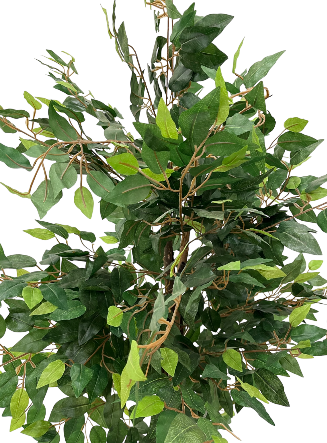 FICUS PLANT