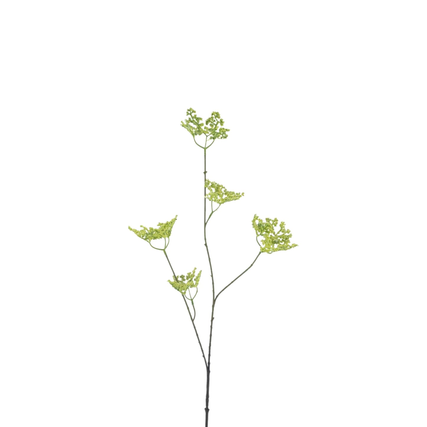 FIVE CLAWED DRAGON FLOWER