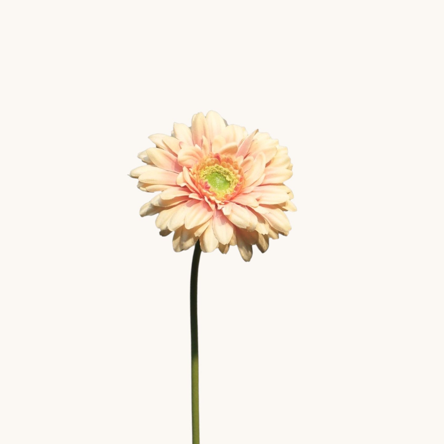 GERBERA NICE 48 CM