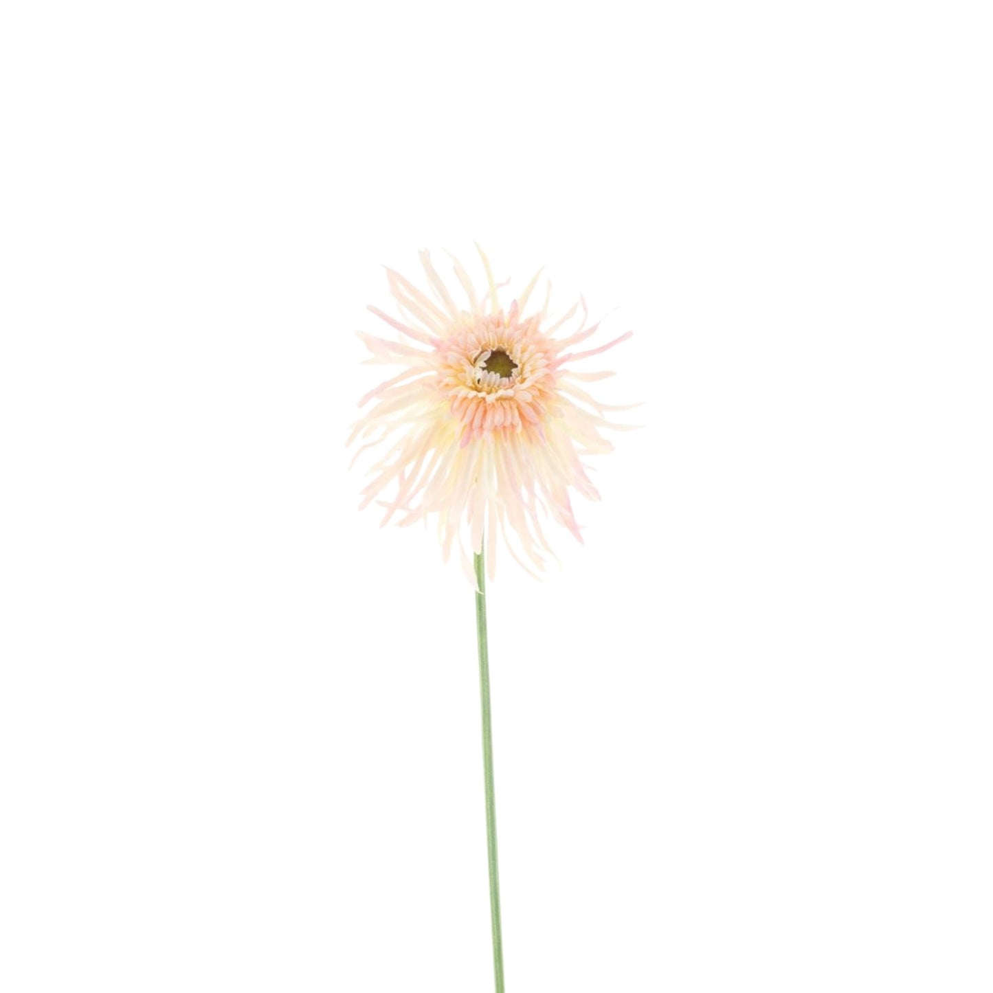 GERBERA SPIDER SPRAY 65 CM