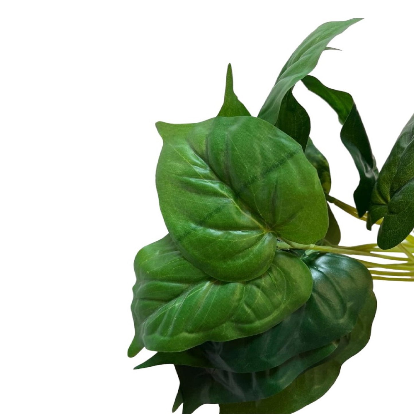GLOSSY LEAF BOUQUET