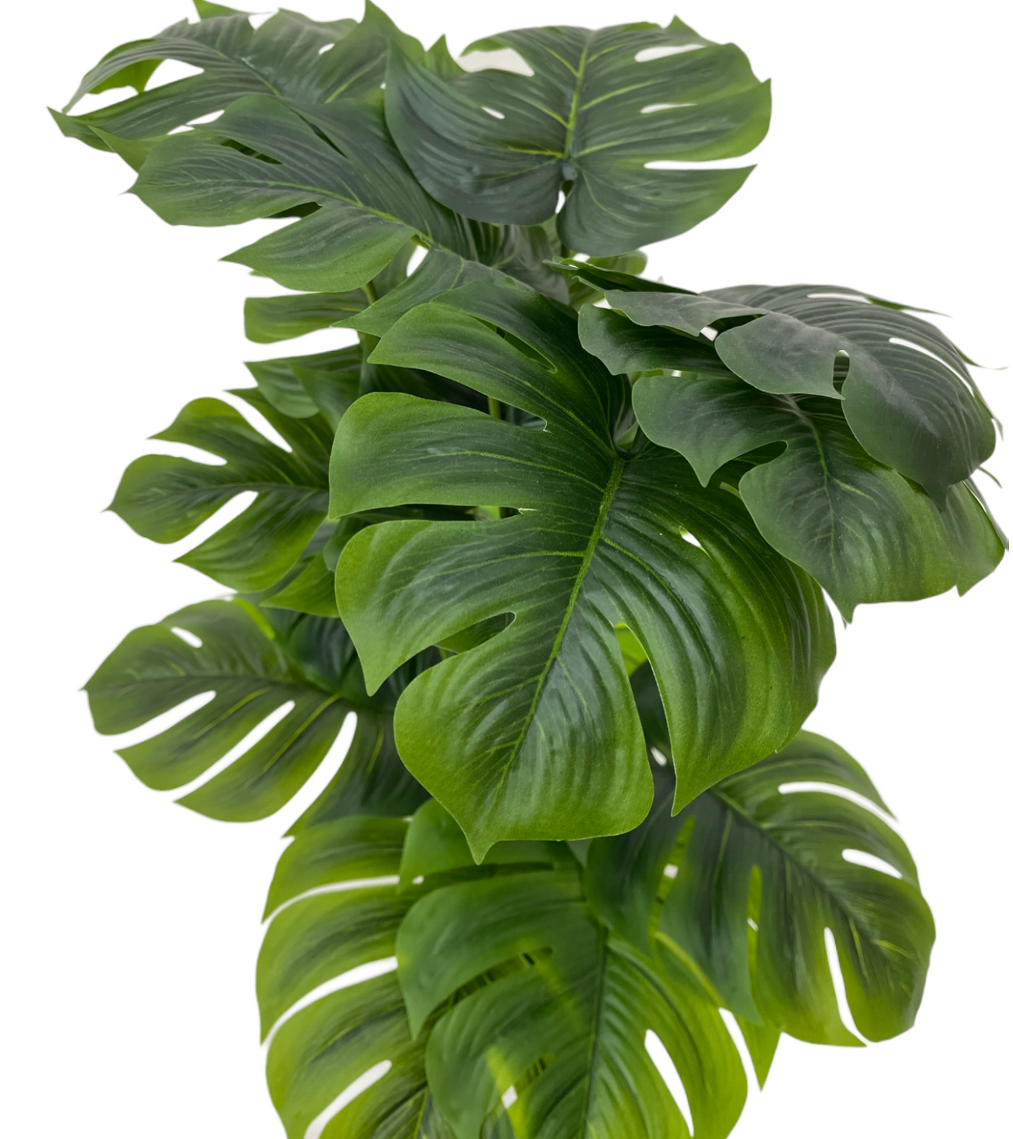 GREEN MONSTERA PLANT