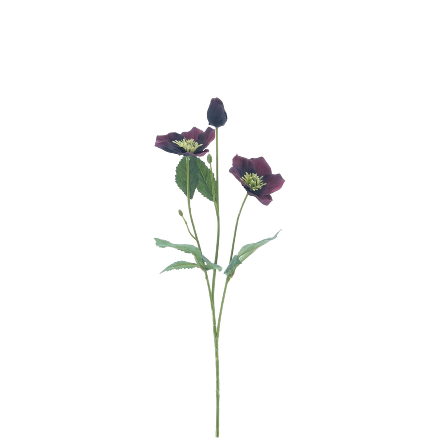 HELLEBORUS SPRAY REGINA BURGUNDY