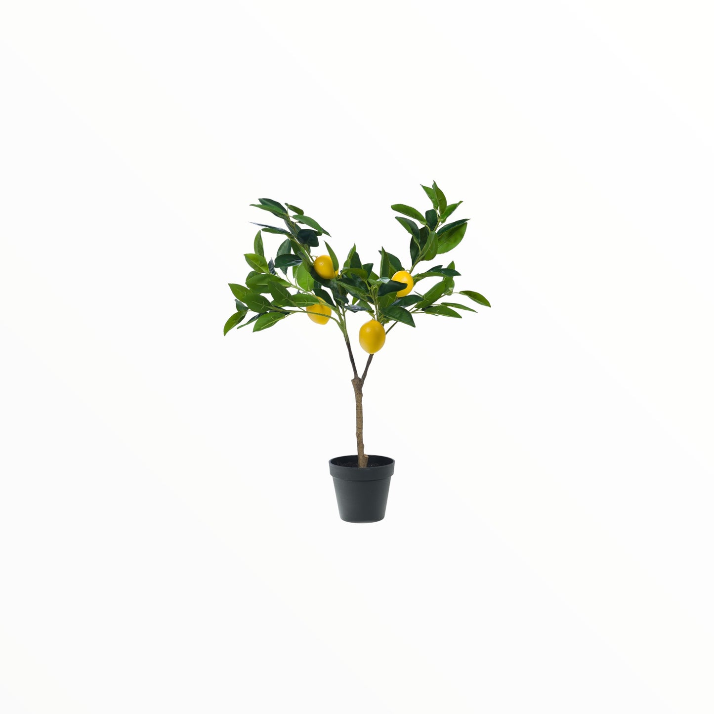 LEMON TREE EUREKA H 60 CM