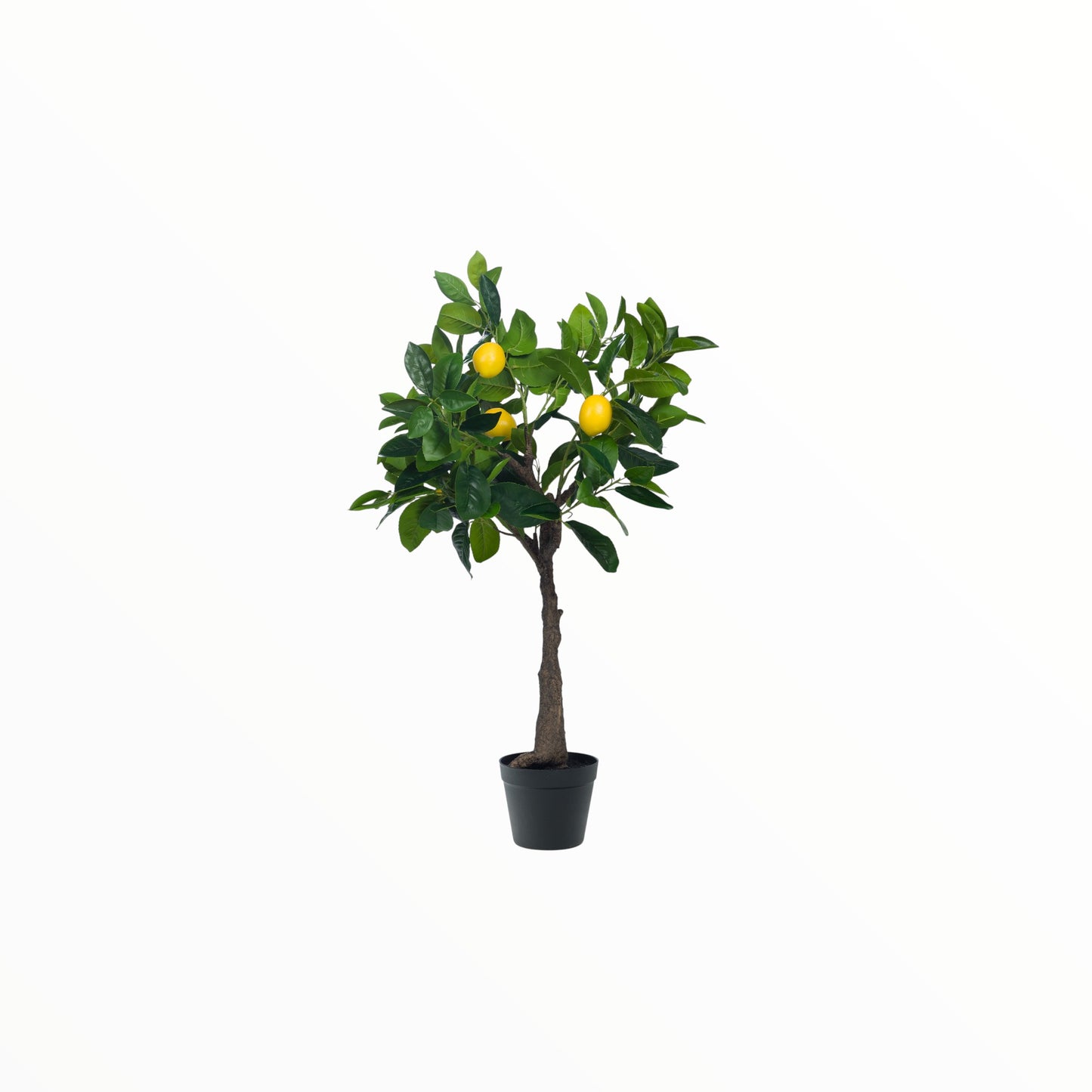 LEMON TREE EUREKA H 90 CM