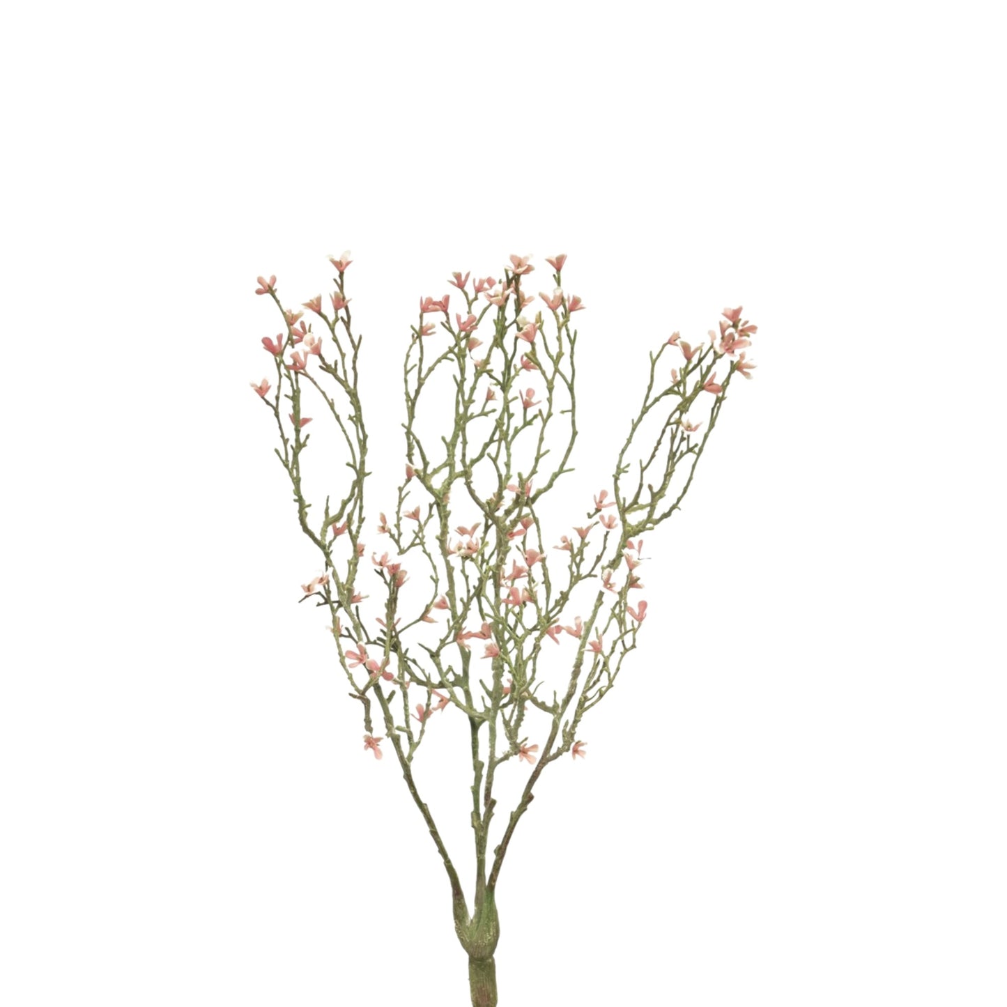 MINI STAR FLOWER BUSH