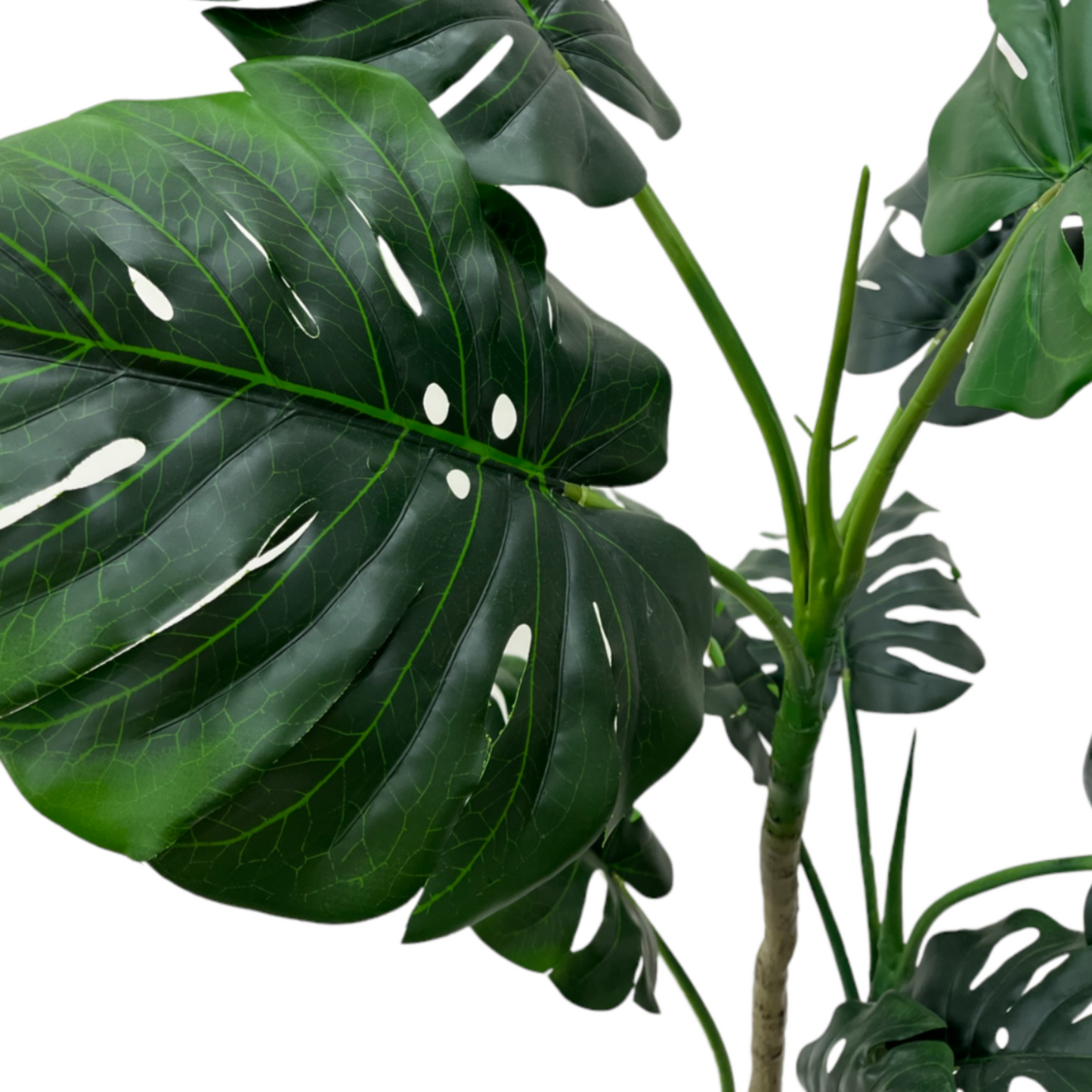 MONSTERA PLANT