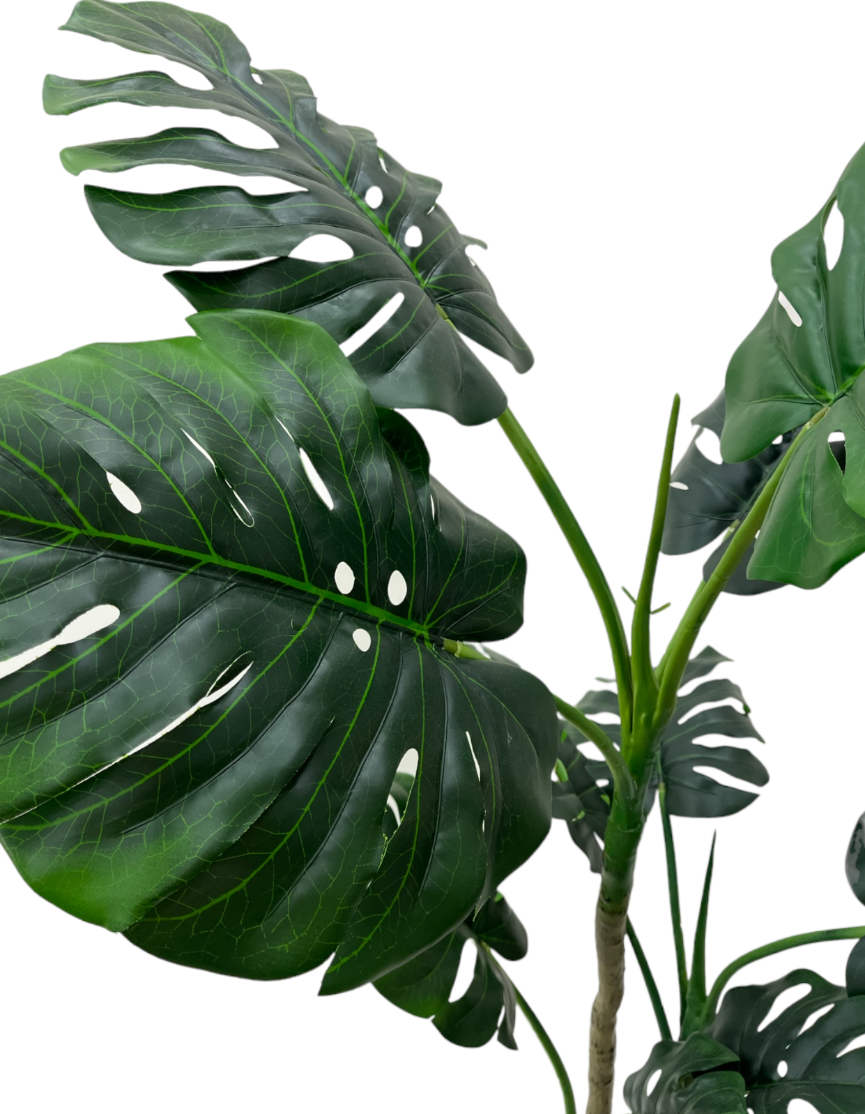 MONSTERA PLANT