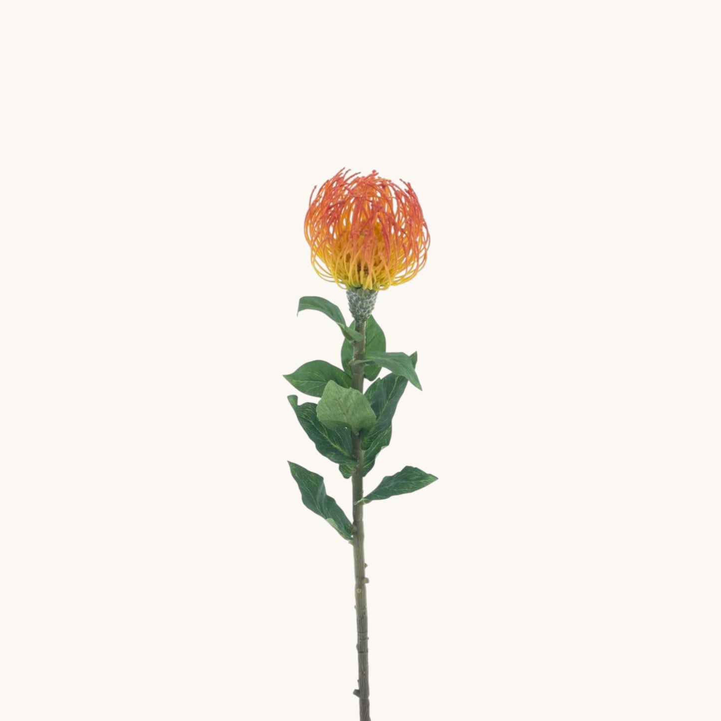 NUTANS SEGAL 74 CM