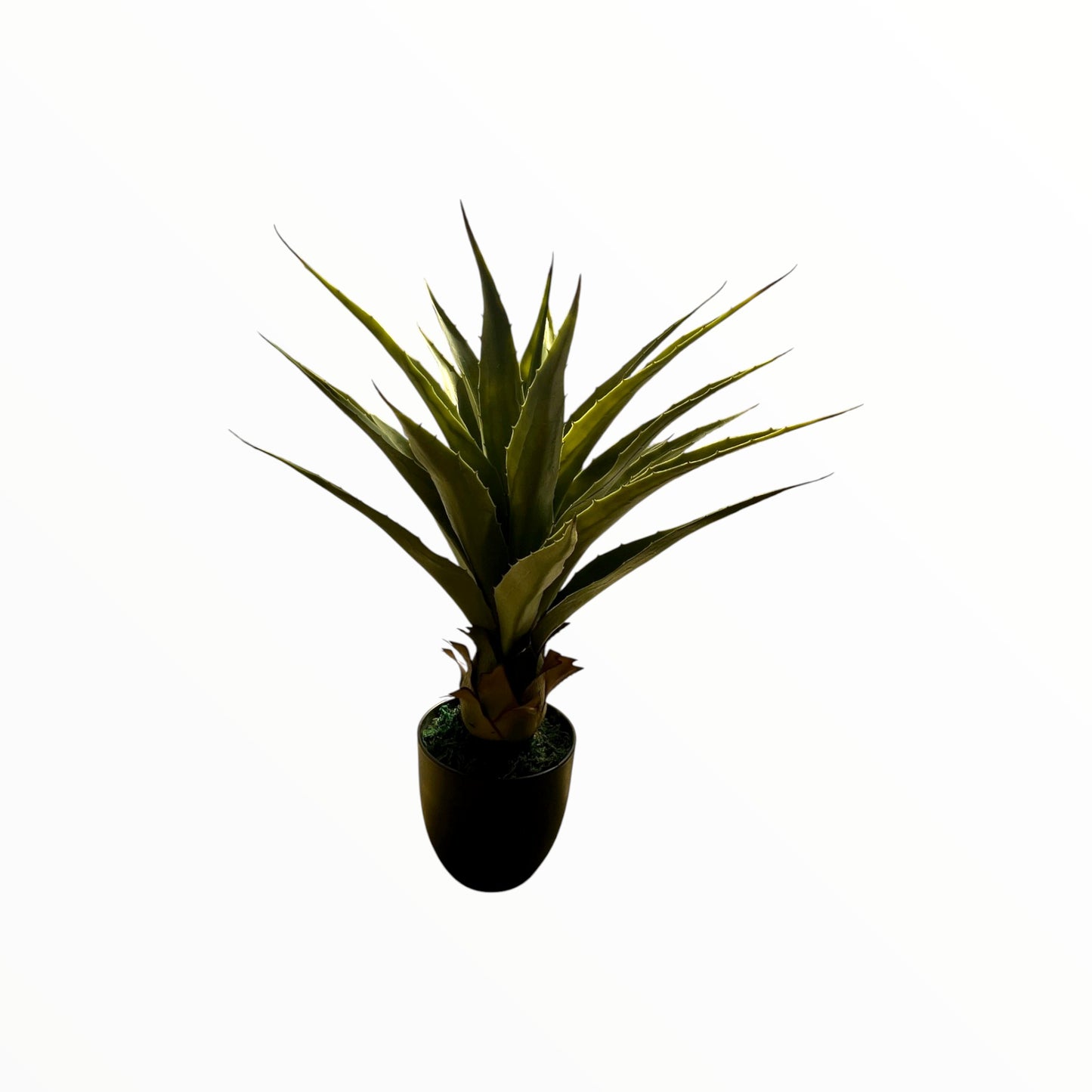 OX-TONGUE PLANT 70 CM