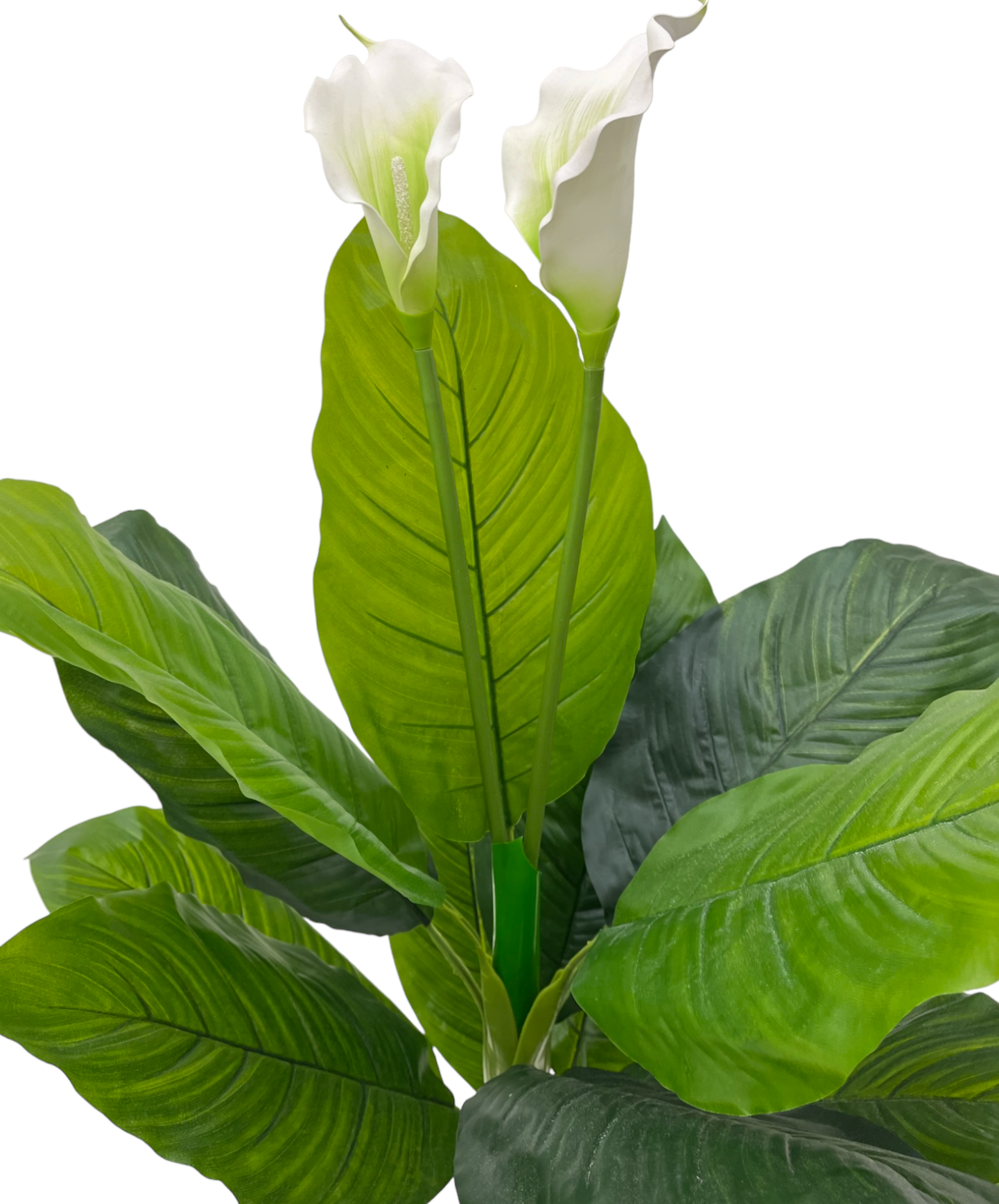 PEACE LILLY PLANT
