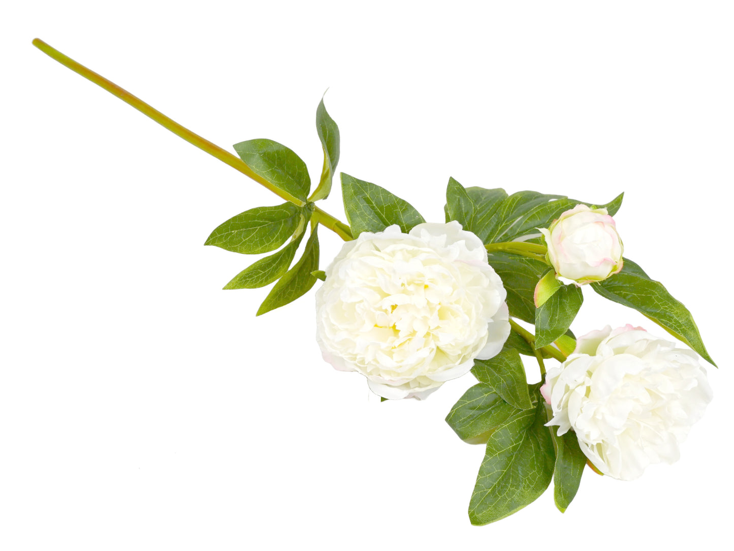PEONY BRANCH WHITE