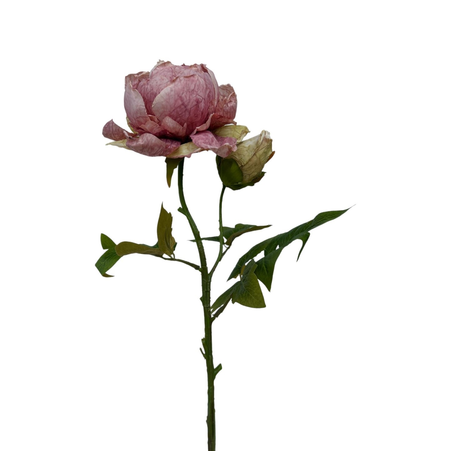 PEONY SINGLE PINK GREEN