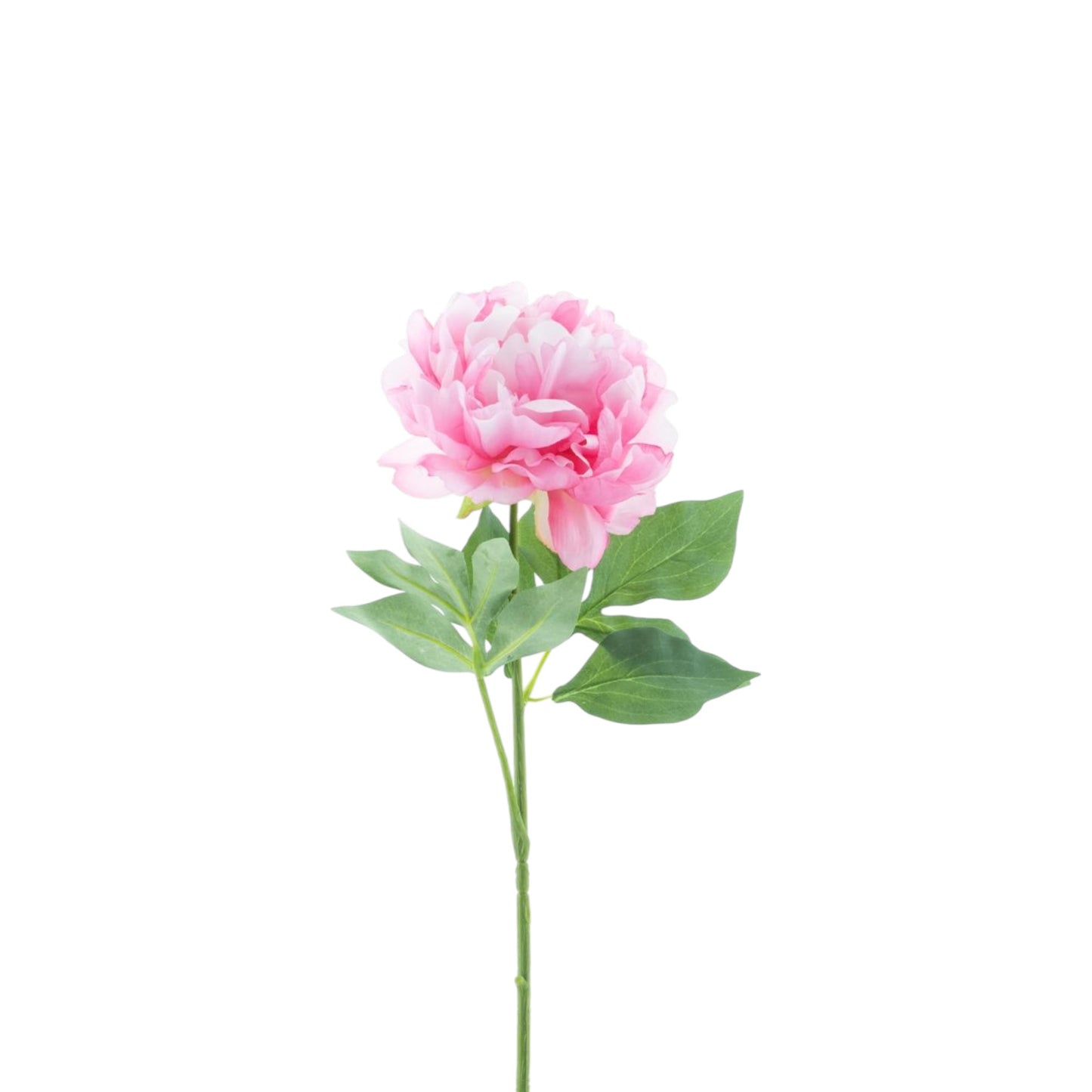 PEONY DEWI SPRAY 56 CM