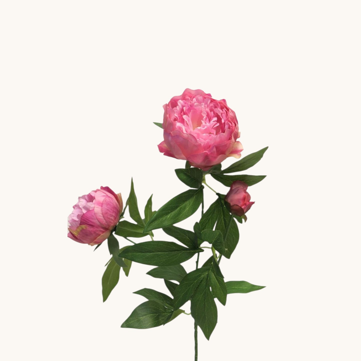 PEONY DUCHESS NEMOURS 70 CM