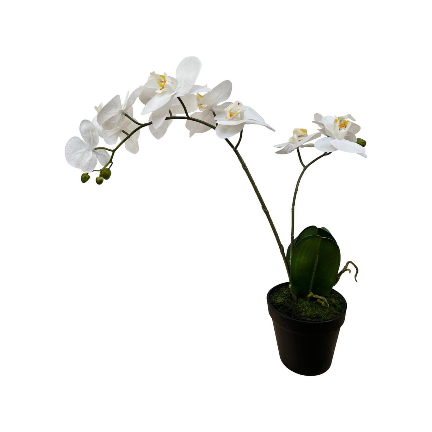 PHALAENOPSIS 2-STANGEL 54 CM REAL TOUCH