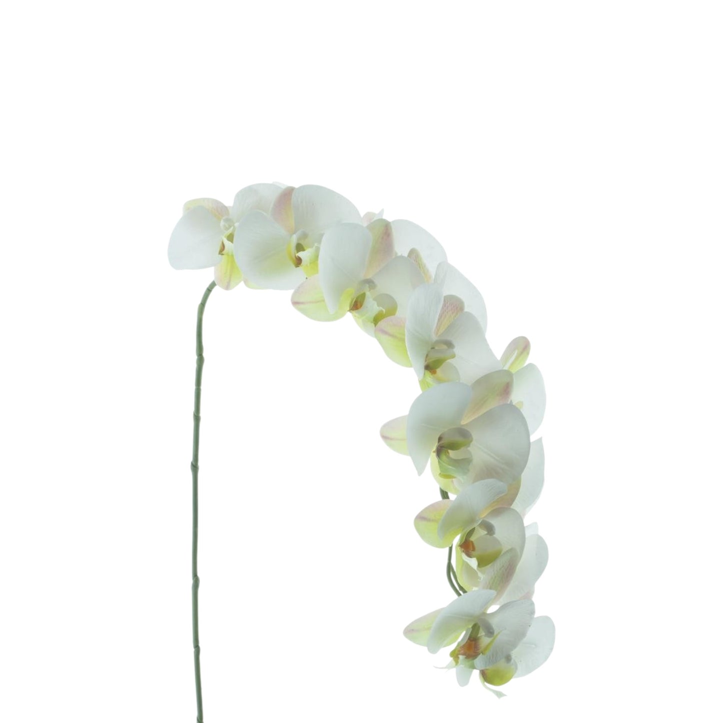 PHALAENOPSIS BENSA WHITE