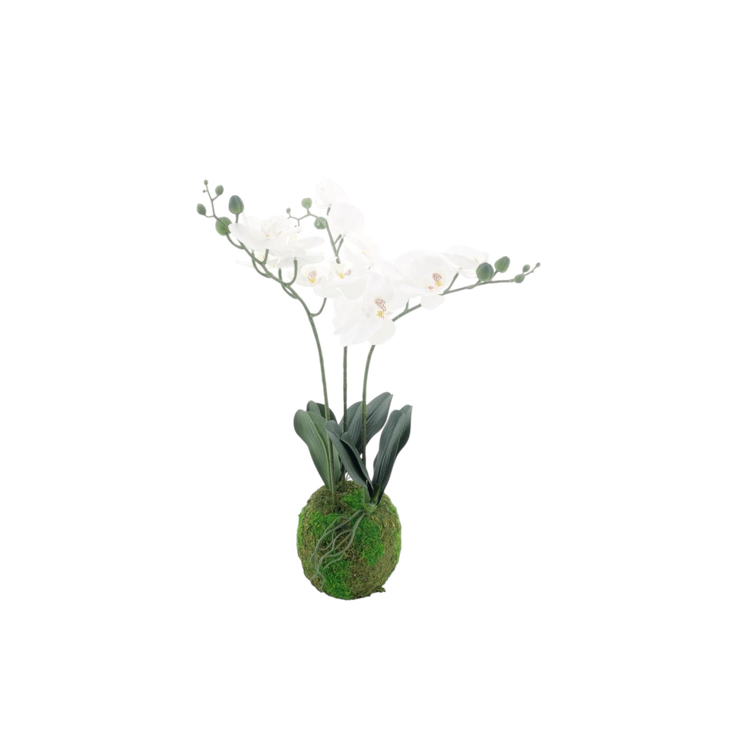 PHALAENOPSIS PLANT 50 CM