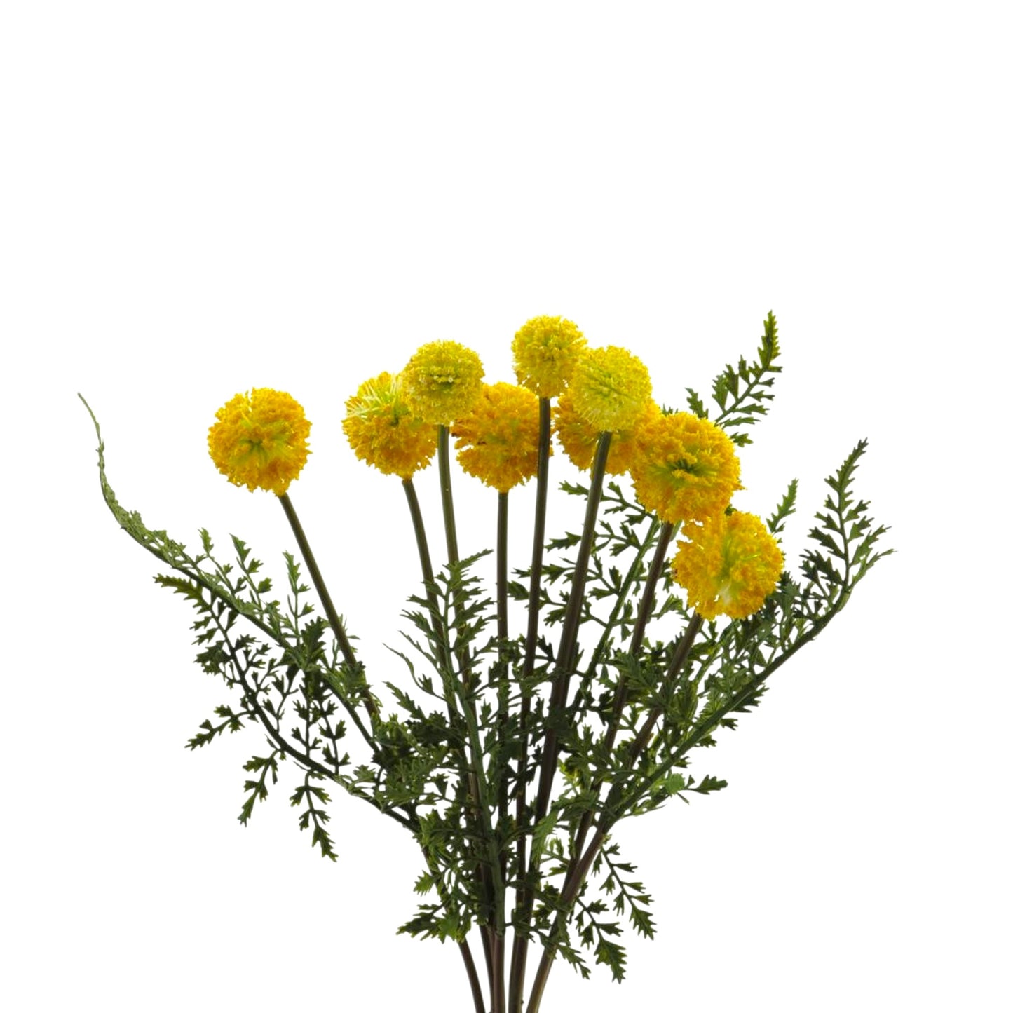 POM POM BUSH FERN YELLOW