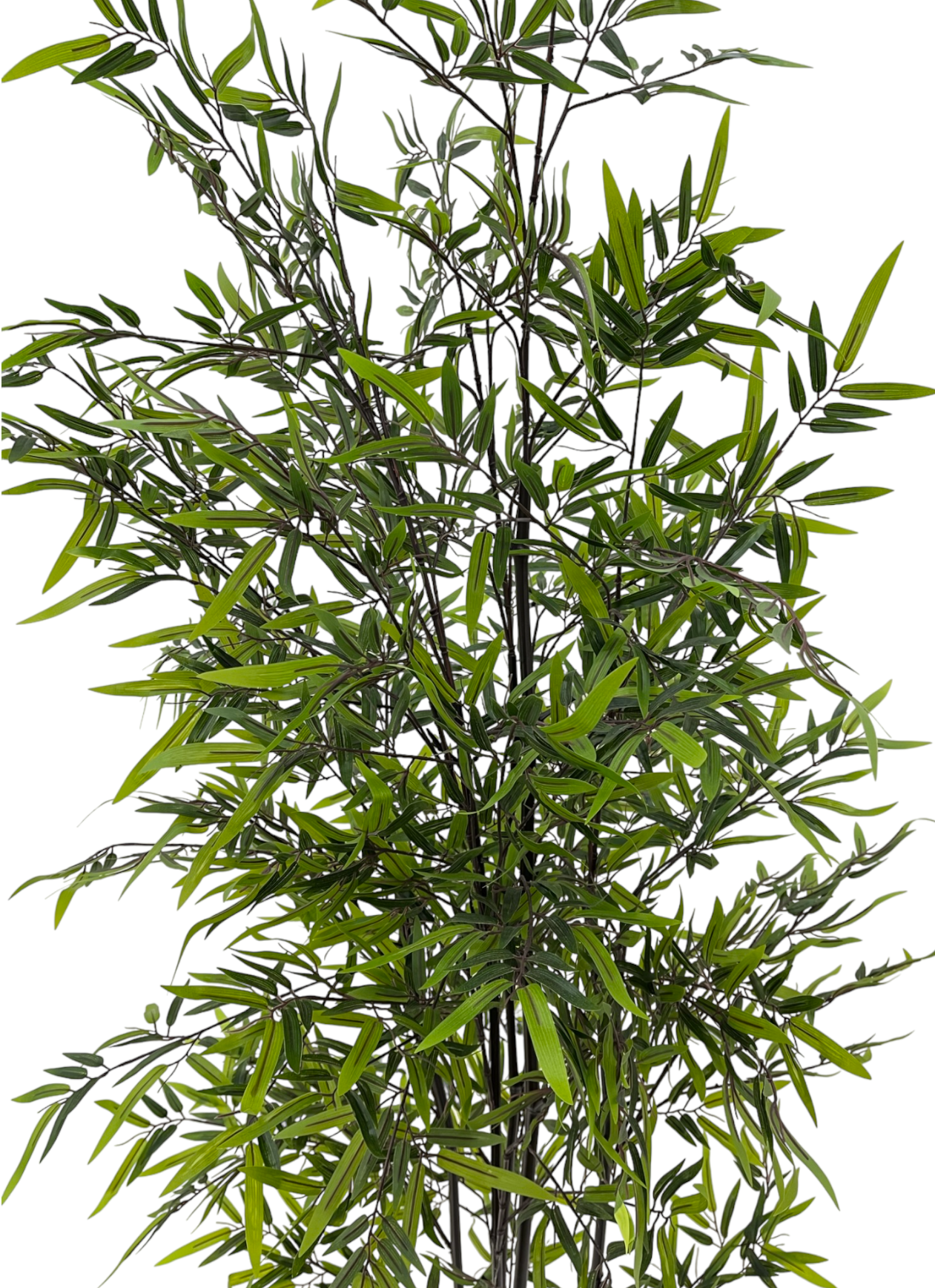 POTTED BAMBOO PLANT