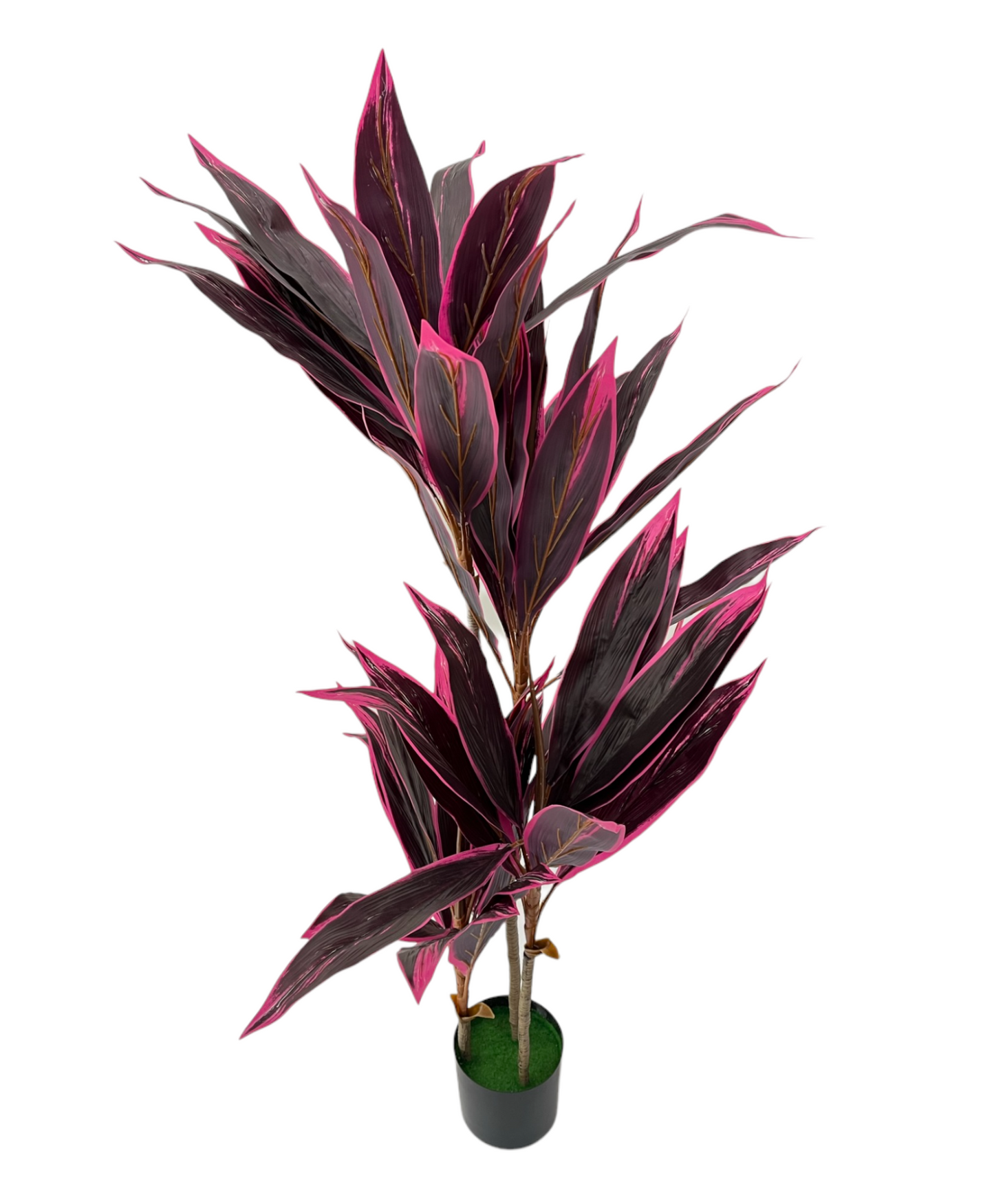 RED DRACENA PLANT