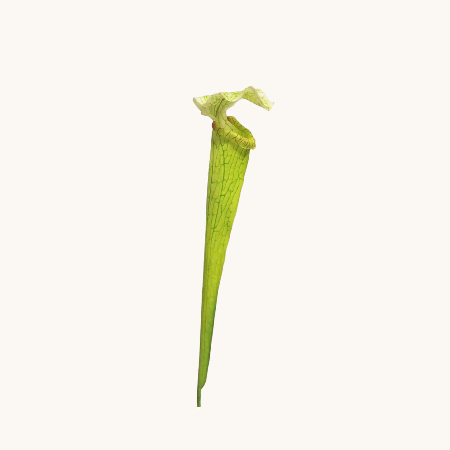 SARRACENIA FLOWER 62 CM