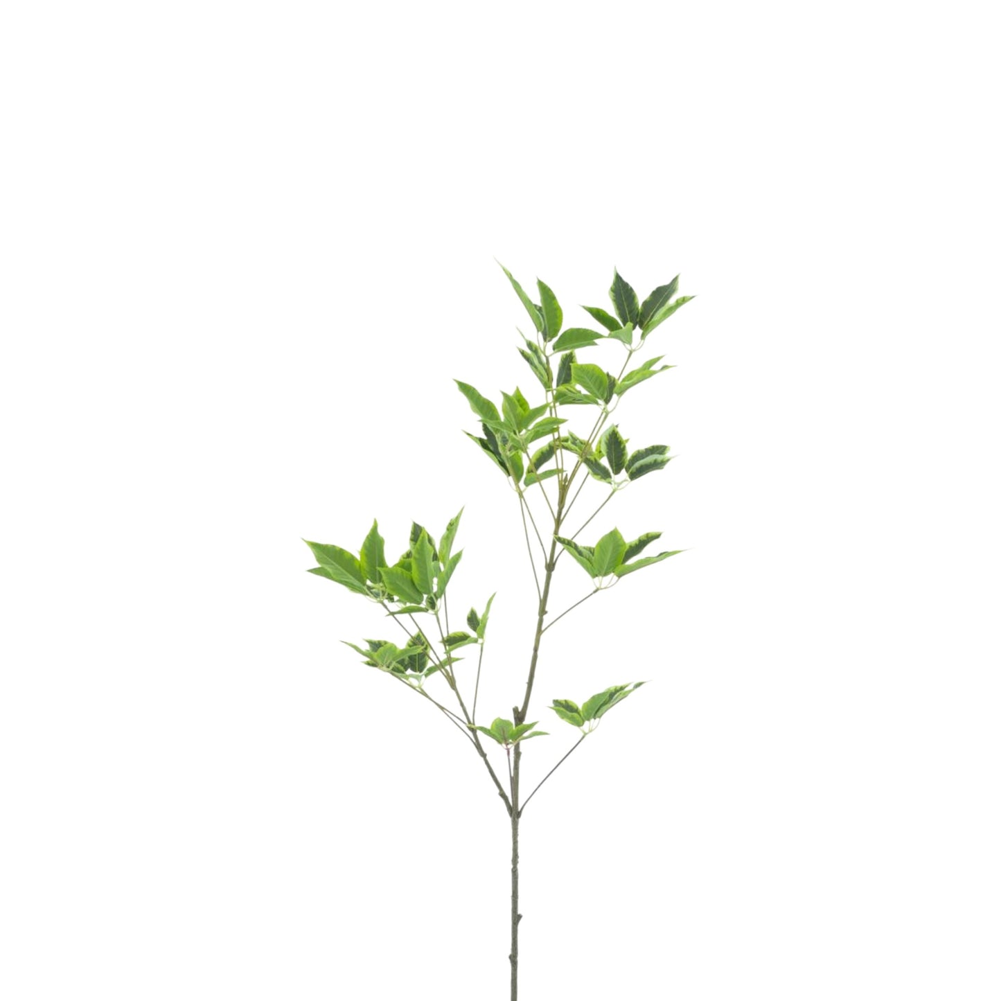 SCHEFFLERA LEAF SPRAY CREAM AND GREEN