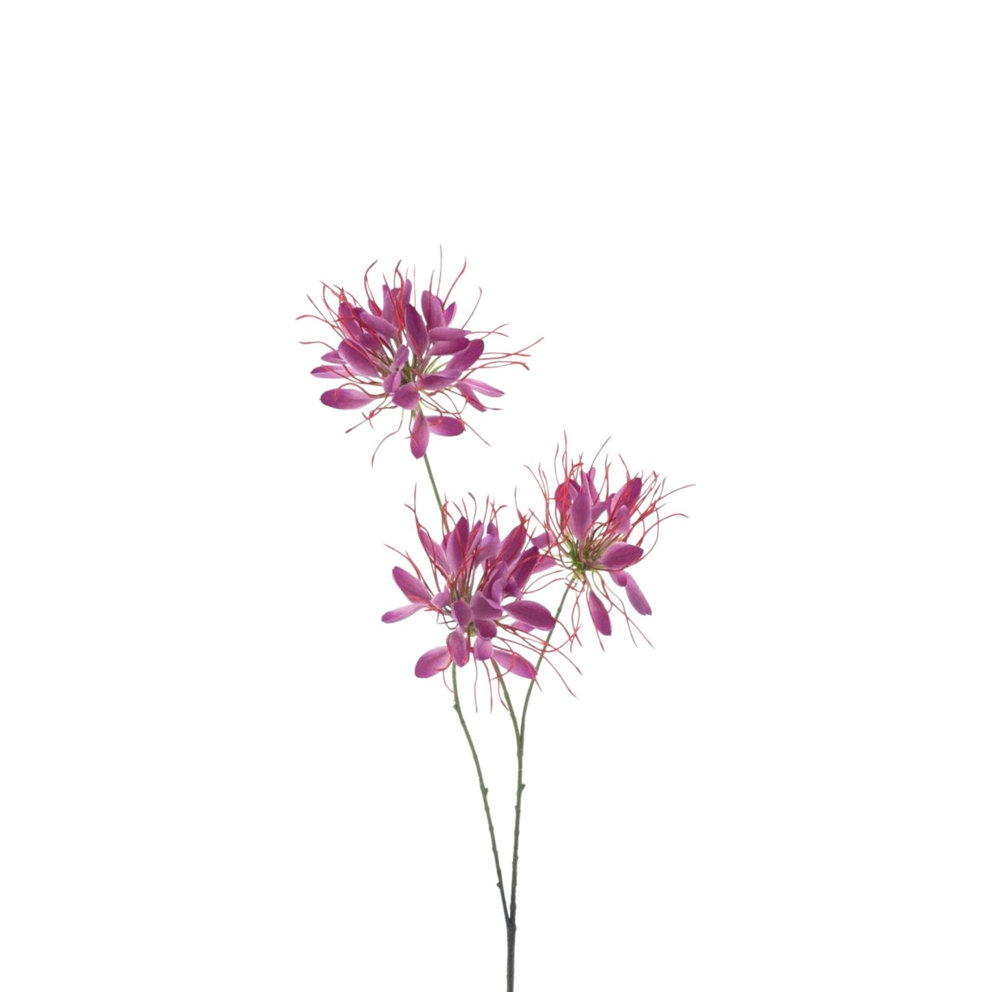 SPIDER FLOWER 94 CM