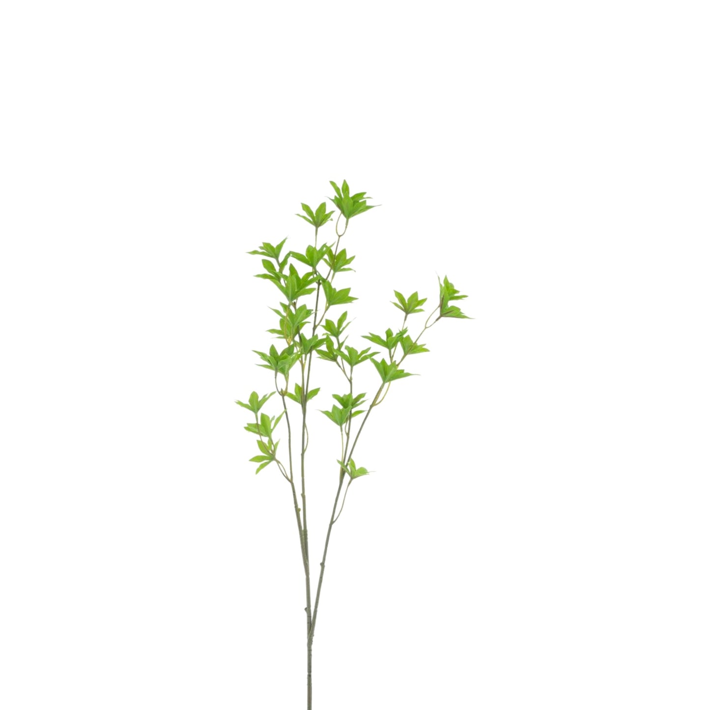 SPRING LEAF ACER SPRAY GREEN